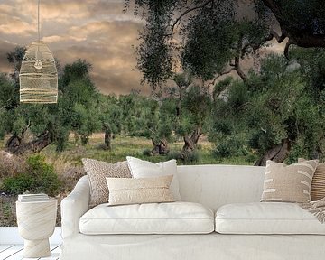 Oude olijfbomen in Zuid Italië