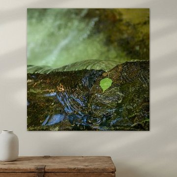 Grüne Blätter in fließendem Wasser