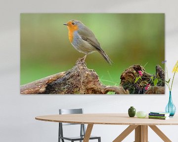 Robins sur Sabrina de Vries