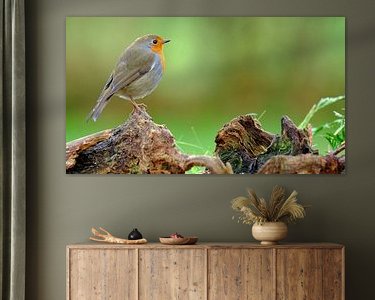 Aperçu de la chambre