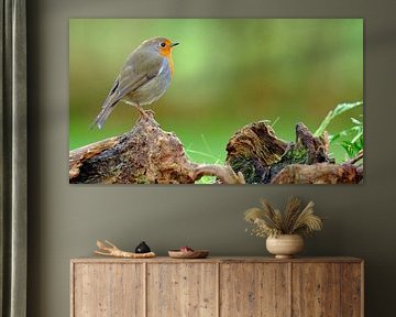 Robins sur Sabrina de Vries