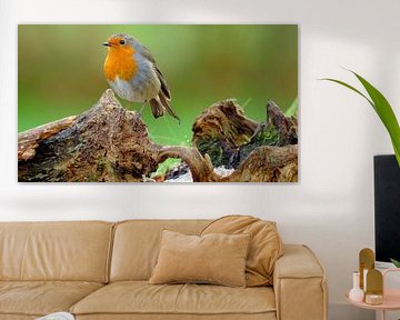 Robins sur Sabrina de Vries