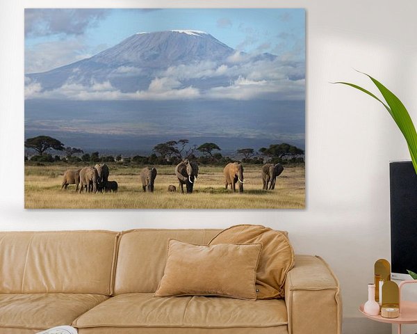 Éléphants du Kilimandjaro
