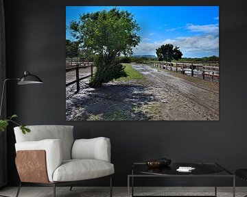 Landschaftliche Straußenfarm in Curacao von Karel Frielink