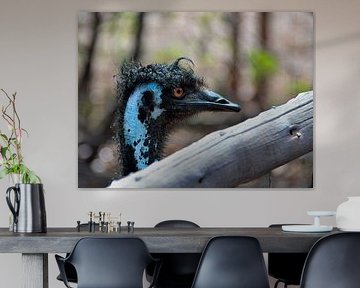 Emu at ostrich farm Curaçao by Karel Frielink