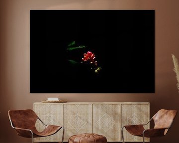 Gemberplant in Bogota