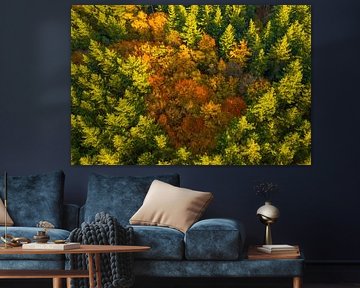 Herbstwald mit bunten Blättern von oben gesehen