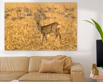 Chevreuil se nourrissant dans un champ en automne sur Sjoerd van der Wal Photographie