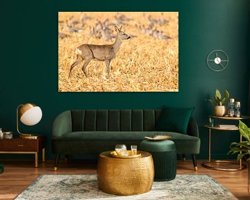 Rehwild bei der Herbstfütterung in einem Feld von Sjoerd van der Wal Fotografie