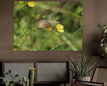 Kleiner Perlmuttfalter