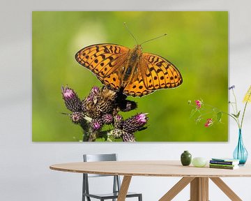 Fiery Pearl-bordered Fritillary ( Fabriciana adippe ) by Karin Jähne