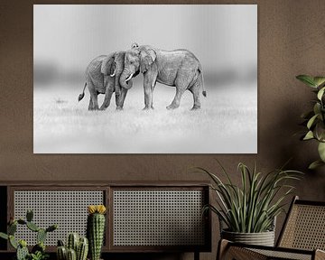 Elefantenfreundschaft in Schwarz und Weiß von Chris Stenger
