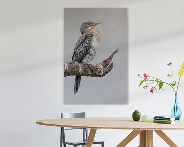 Gracieux cormoran nain africain sur une branche