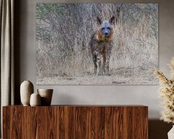 Hyène brune ; l'esprit du désert sur Lex van Doorn