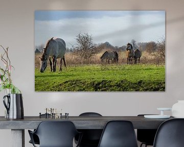 Konik paarden bij de Blaauwe kamer Wageningen 01