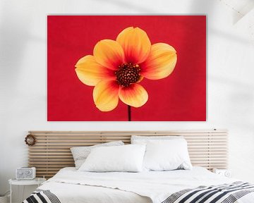 Amour pour les dahlia's Sunshine Moonfire sur Cindy Mulder