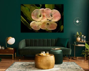 Blüte von Detlef Georgi