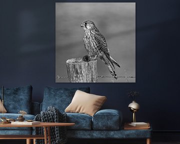 Torenvalk zwart wit collectie