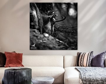 Gems zwart wit collectie