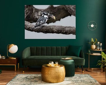 Der Elsterfischer vom Pilanesberg mit Beute