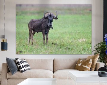 Die Gnus von Rietvlei: Die Macht der Savanne