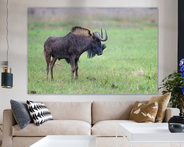 Die Gnus von Rietvlei: Die Macht der Savanne