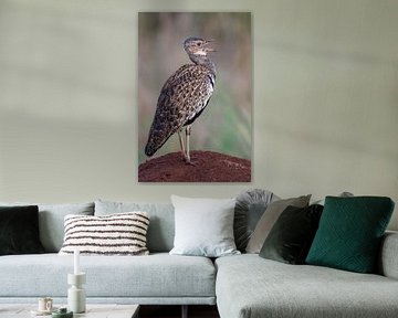 De Statige Korhaan op de Savanne