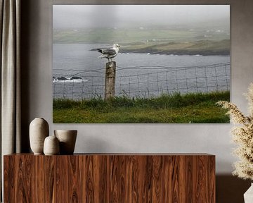 Valentia Island, Irland von Jarne Buttiens