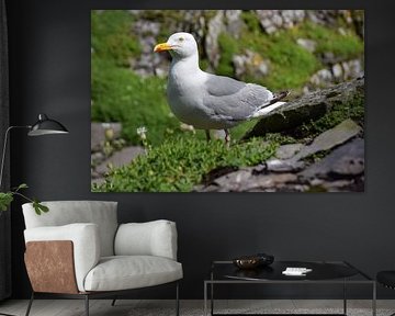 Silbermöwe (Larus argentatus) von Jarne Buttiens