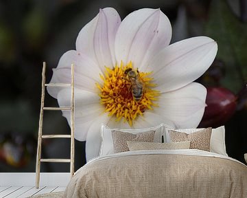 Witte bloem met een delicate roze tint van de Dahlia hortensis