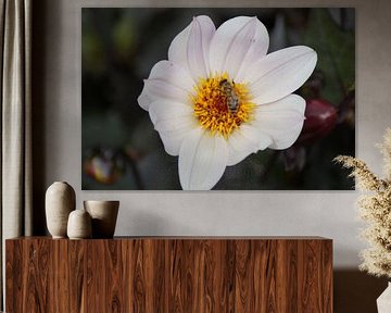 Witte bloem met een delicate roze tint van de Dahlia hortensis