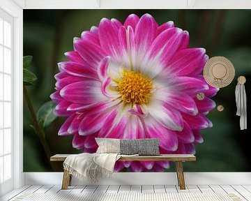 Roze dahlia bloesem