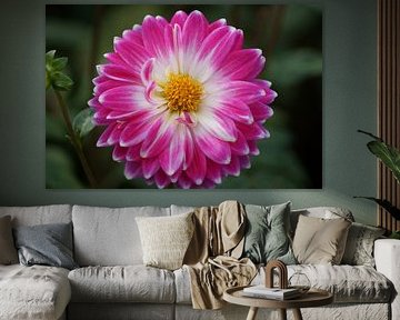 Roze dahlia bloesem