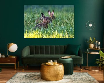 Bruine hazen in de ochtendzon