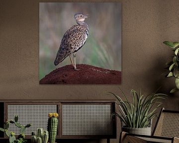 Das stattliche Moorhuhn in der Savanne