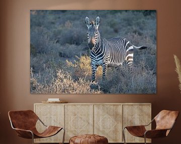 Das seltene Kap-Bergzebra in der Karoo