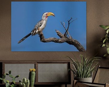 Pilanesbergs Charakter-Gelbschnabelspecht