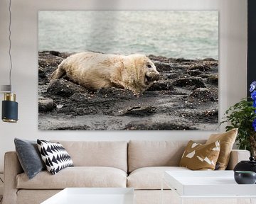 grijze zeehonden pup 2