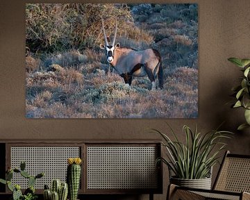 Gemsbock in der Abendsonne: Ein goldener Moment