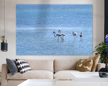 Albania - flamingo spotting