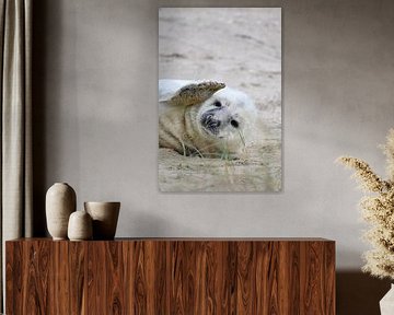 Robbenjunges auf Vlieland von Meike Padding