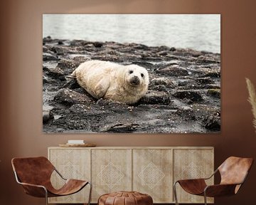 grijze zeehonden pup 4