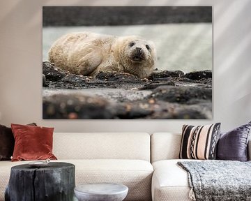 grijze zeehonden pup 5