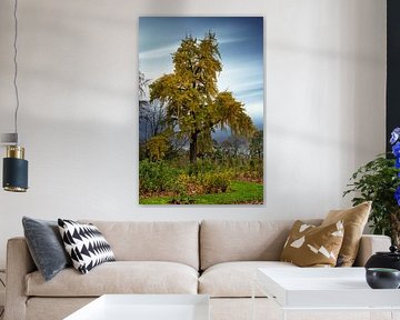 Vue d'un arbre magnifique dans la roseraie de Sangerhausen sur Andreas Völkel