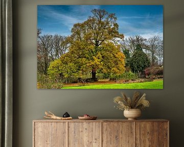 Vue d'un arbre magnifique dans la roseraie de Sangerhausen sur Andreas Völkel