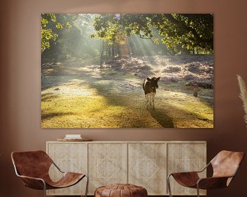 Calf on the flowering heather of the Gasterse Duinen - sunbeams in Drenthe's primeval landscape by KB Design & Photography (Karen Brouwer)