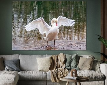 Ein majestätischer Schwan breitet seine Schwingen aus von Jurjen Jan Snikkenburg