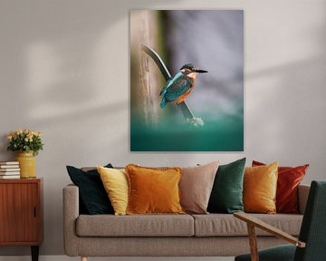 kingfisher against the quay wall by Tom Zwerver