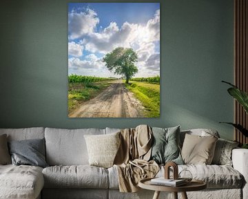 Eine Landstraße und ein Baum in den Weinbergen von Bolgheri