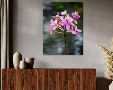 Orchidées roses en fleurs sur Minimalistic Travel Photography by.Rieneke